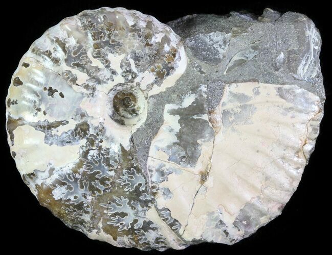 Hoploscaphites Ammonite - South Dakota #62607